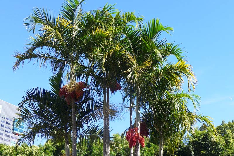 Carpentaria Palm