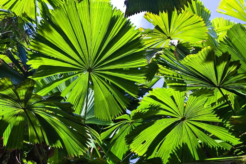 Fan Palm