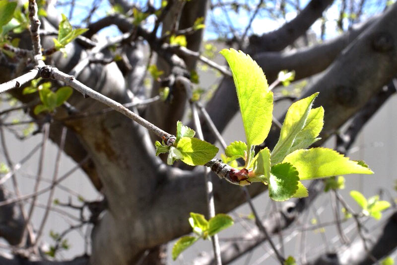 Basic rules of pruning fruit tree