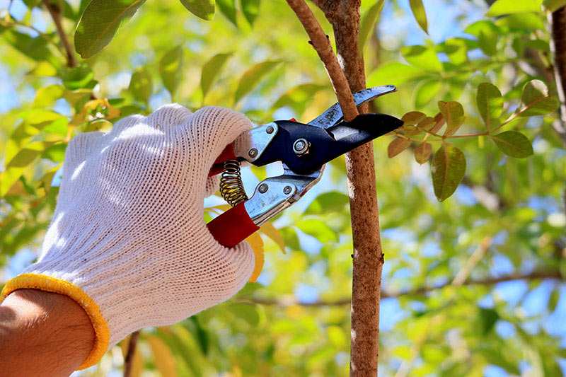 Benefits of pruning fruit trees