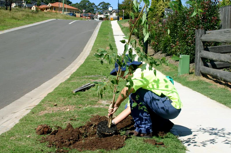 Can you plant your own trees in the Nature Strip