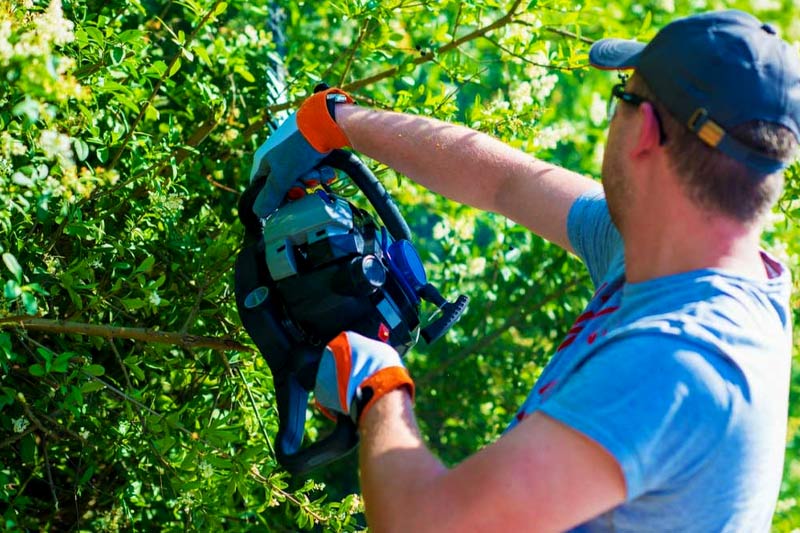 Can you trim a neighbour’s tree on your property
