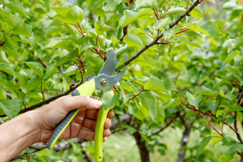 When To Prune Fruit Trees