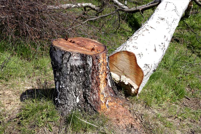 When can you trim or remove a tree on the nature strip