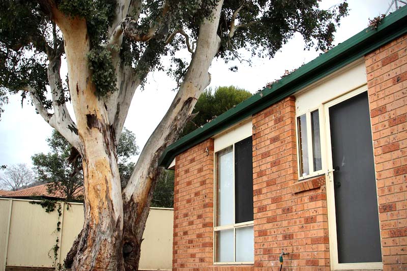 Can I cut down a tree on my property Queanbeyan ACT