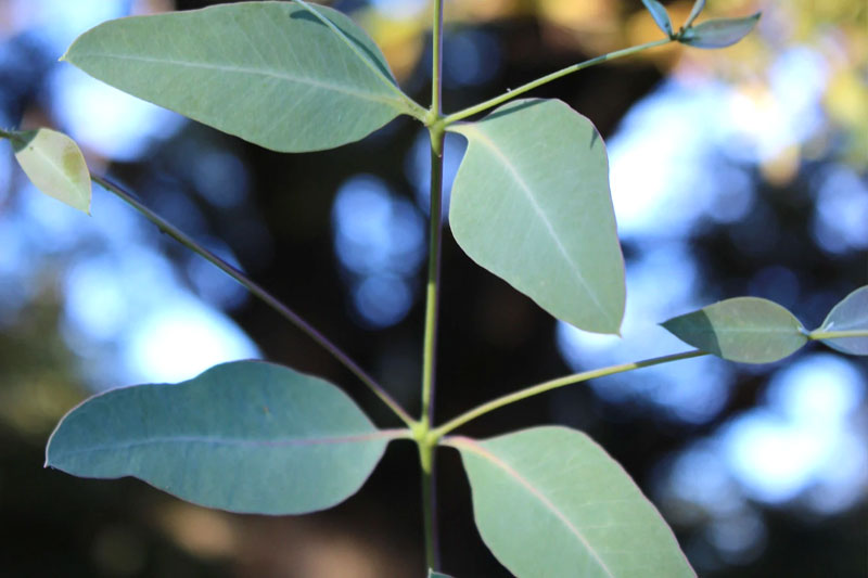 Eucalyptus Elliptica Grace