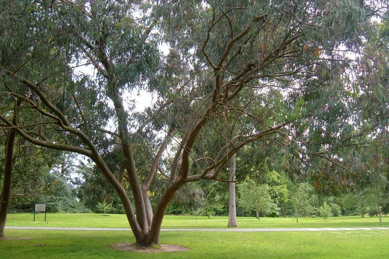 Eucalyptus Nicholii Willow Leaf Peppermint