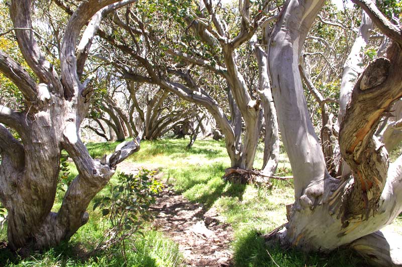 Eucalyptus Pauciflora Snow Gum