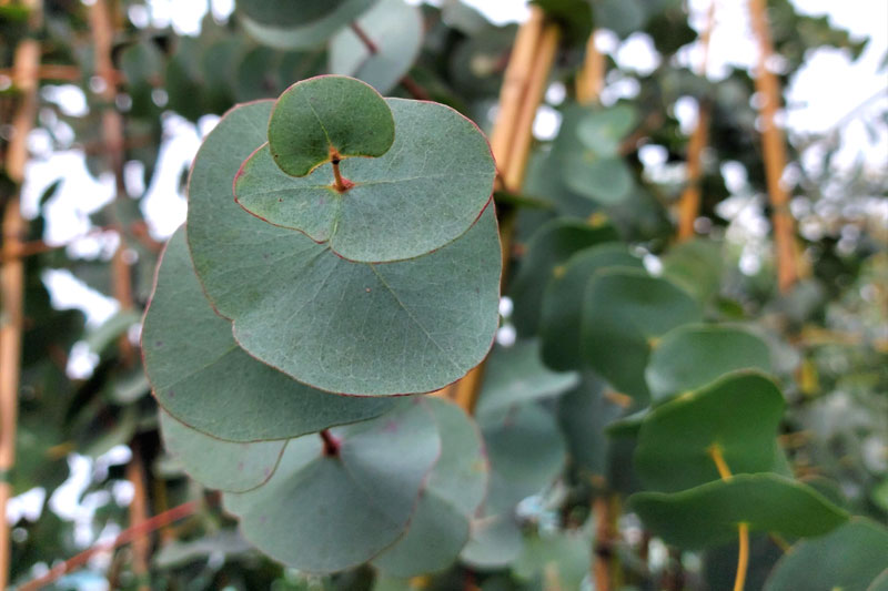 Eucalyptus Perriniana Spinning Gum