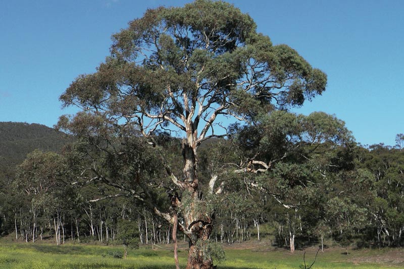 Eucalyptus Rubida Candlebark