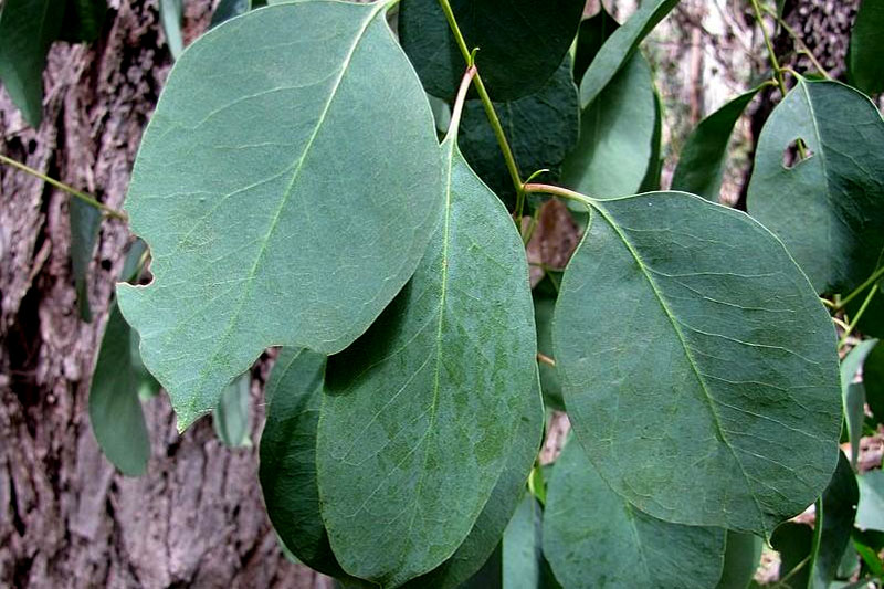 Eucalyptus neglecta Big O