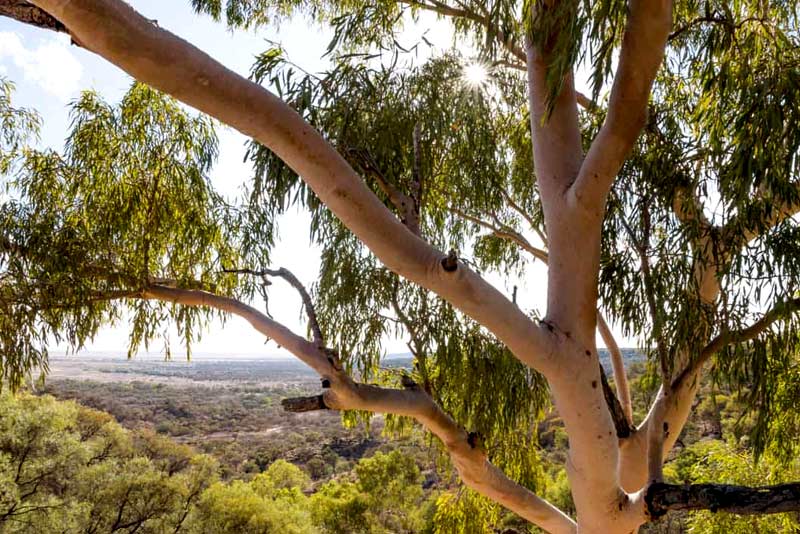 How To Tell if a Gum Tree Is Dying