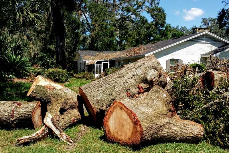 NSW Tree Removal Laws