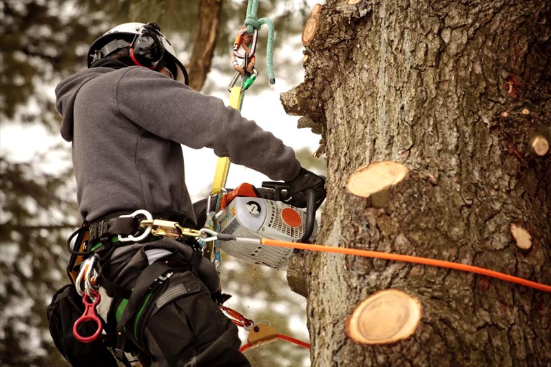 Penalties for cutting trees without a permit