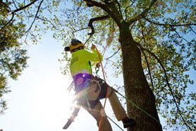 Arborist climbing a tree to be removed