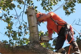 TREE REMOVAL GOLD COAST