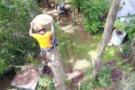 TREE REMOVAL PERTH WA