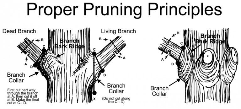 Tree Pruning1 768x347 1