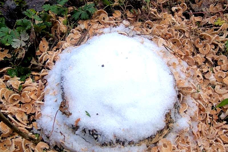 What is the best way to kill a tree stump
