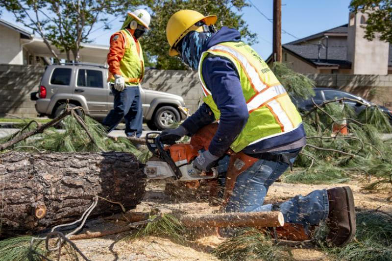 What to do before cutting down a tree