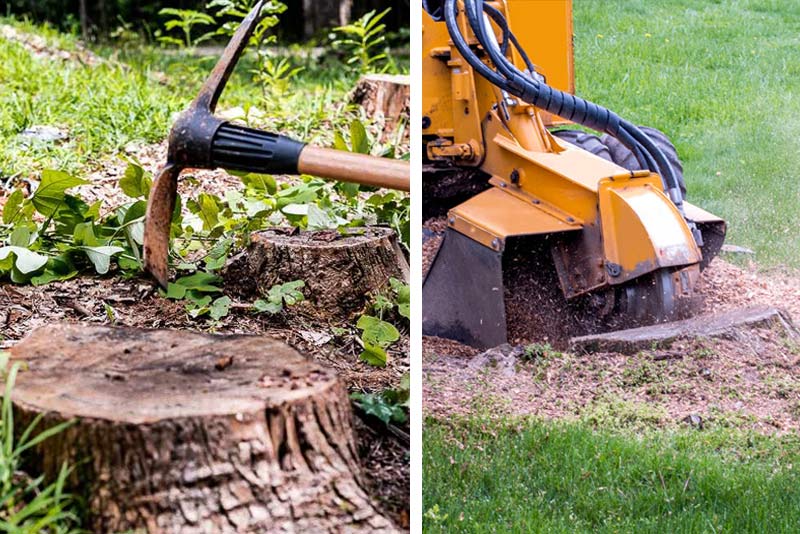Which is better Stump grinding or Stump removal