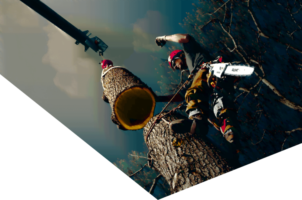 about us banner