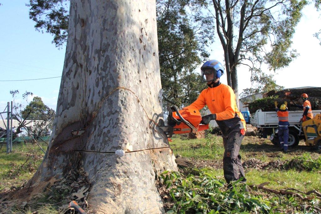 gum-tree-removal-pro-service