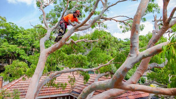 removal of a red gum