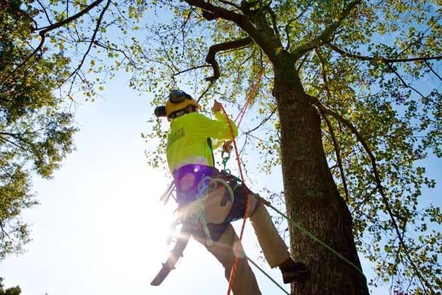 tree removal in Brisbane