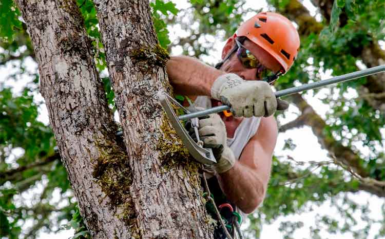 Does Cabling Hurt the Tree man works