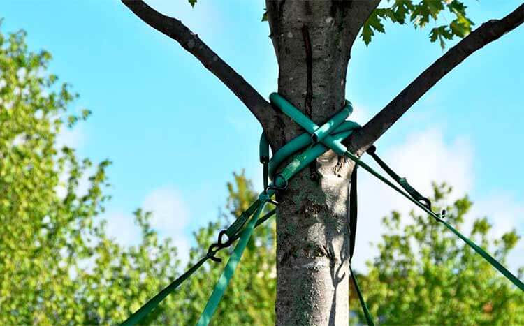 Tree Cabling Guide 2021