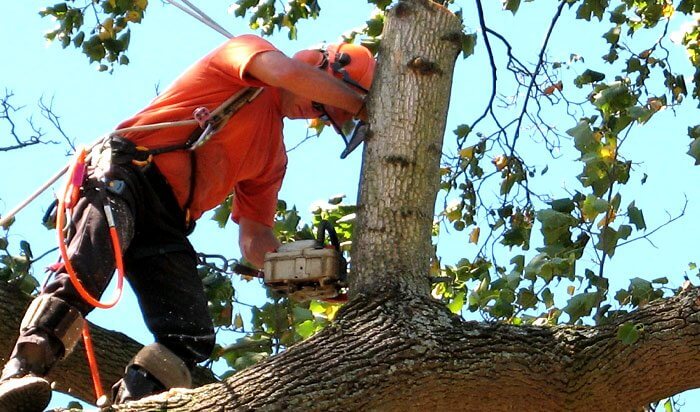 Arborist Grafton