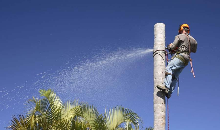 arborist removing palm tree on sunshine coast