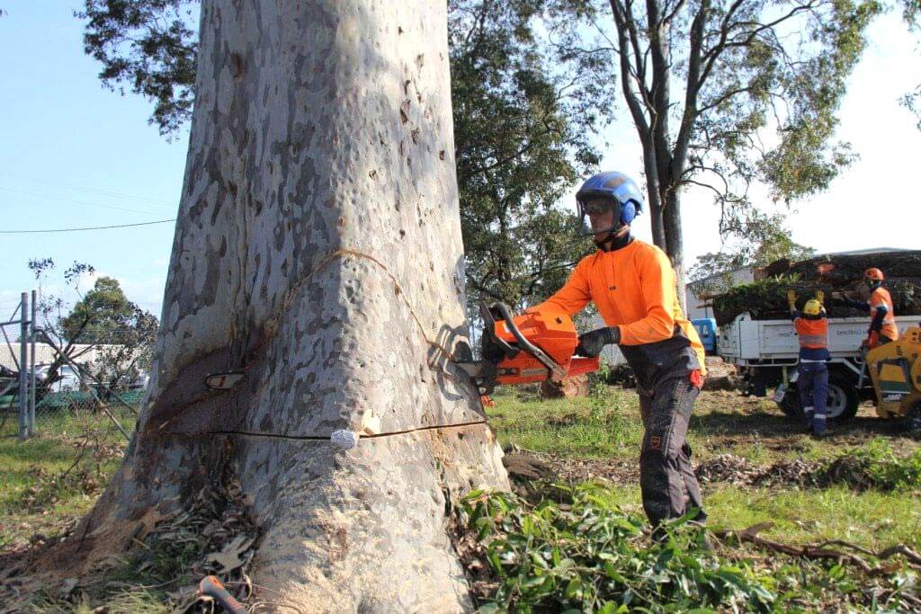 gum tree removal pro services