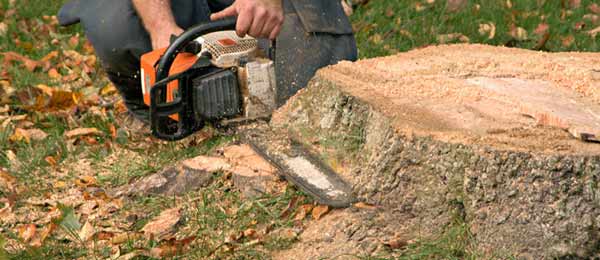 remove stump with chainsaw perspective