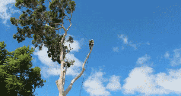 tree removal perth hills WA