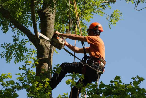 tree surgeon pruning tree perth