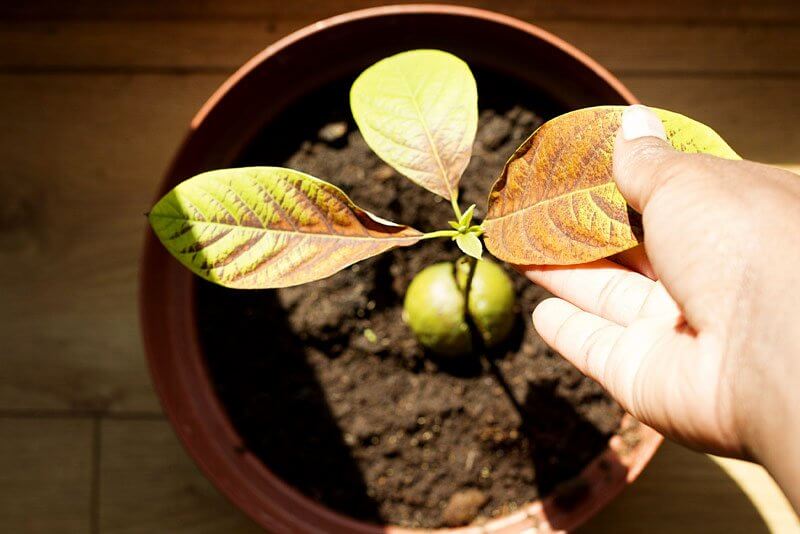 Expose your pot to sunlight