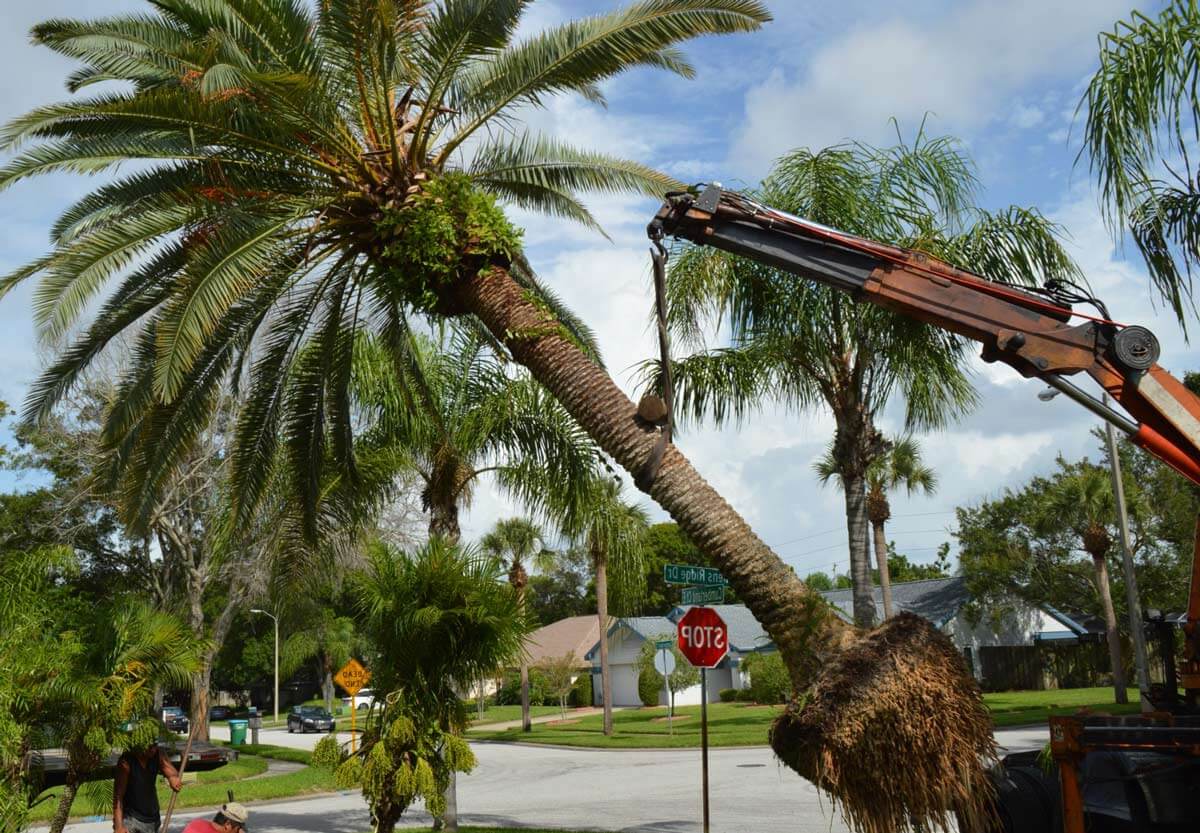 Free palm tree removal in Sydney