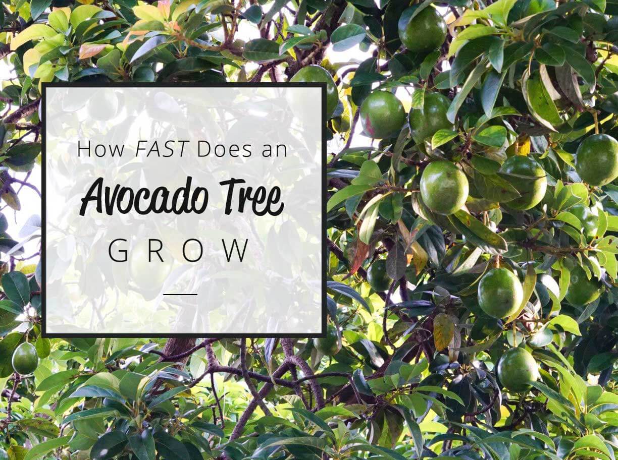How Fast Does an Avocado Tree Grow