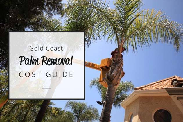 Palm removal gold coast