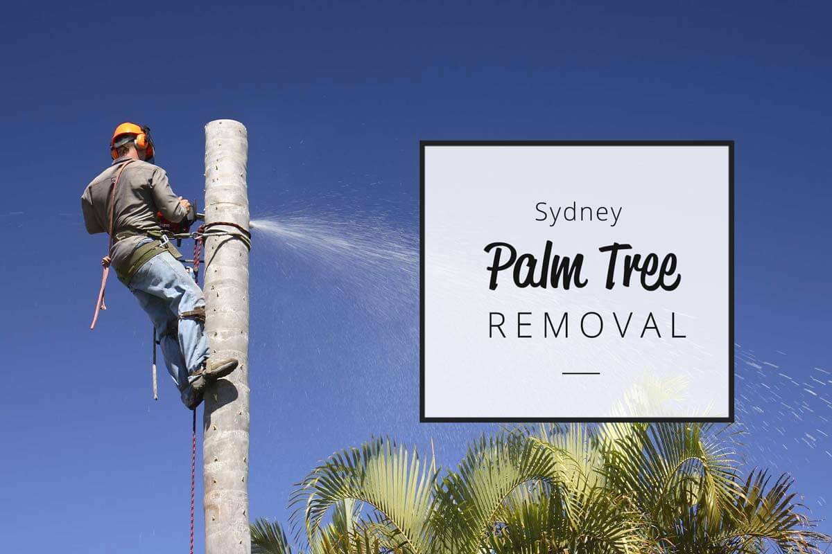Palm tree removal sydney