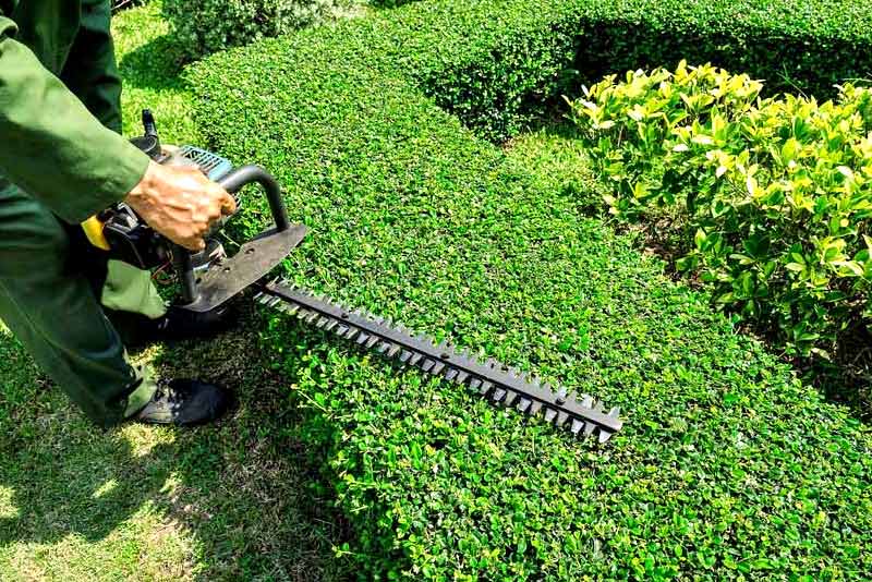 When To Trim A Hedge 2023 Guide