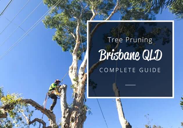 tree pruning Brisbane QLD