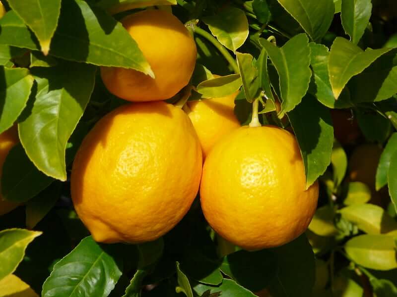 Meyer lemon trees