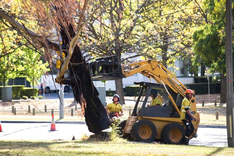 Tree Removal Queanbeyan ACT