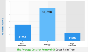 Cocos Palm Removal Cost