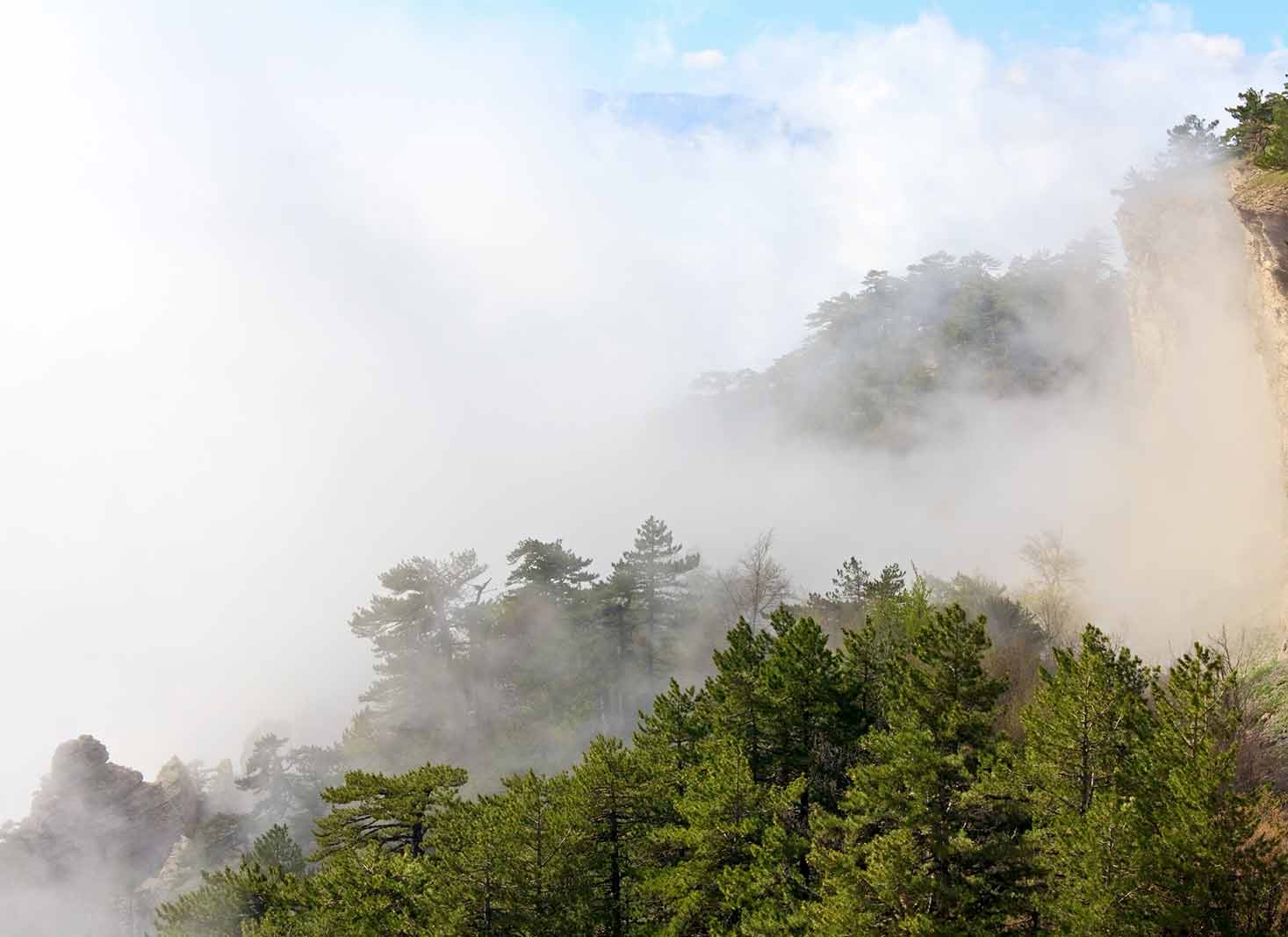 Do all trees produce oxygen all the time