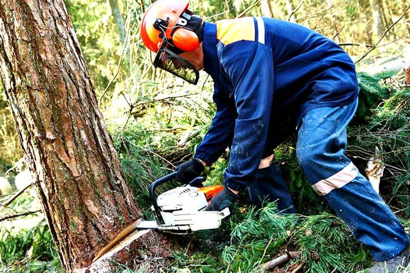 Fines for Cutting Down Trees in Western Australia