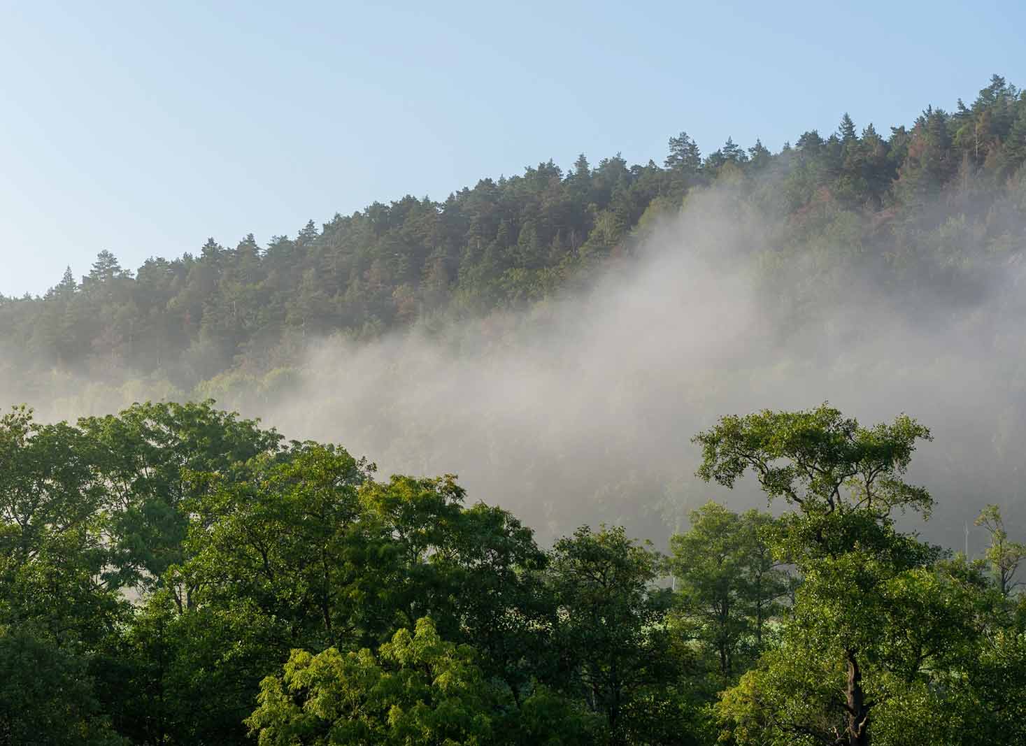 How do trees help with climate change